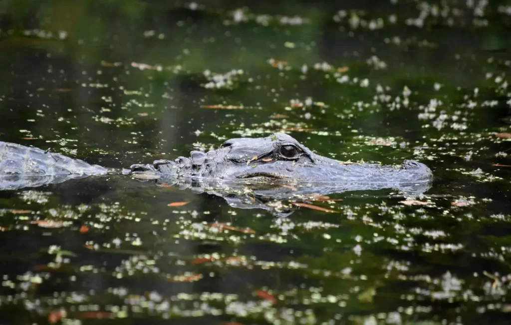 Lacrimi de crocodil